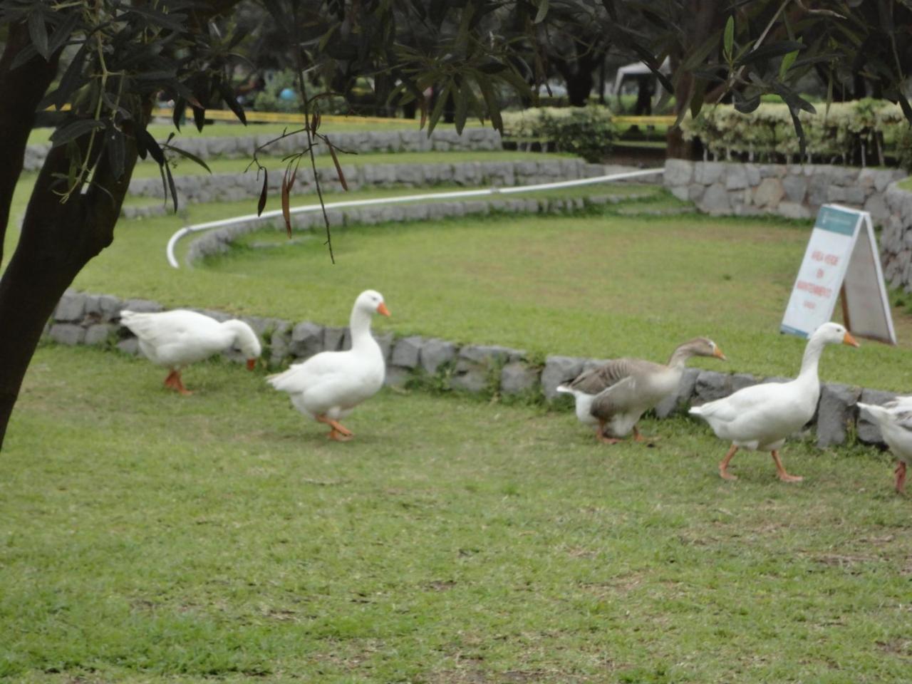 San Borja, Lima